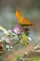 Silver Washed Fritillary