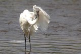Little Egret