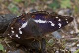 Purple Emperor