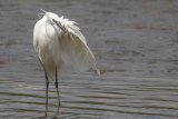 Little Egret