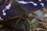 Purple Emperor