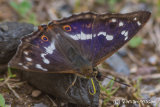 Purple Emperor