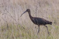 Glossy Ibis