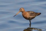 Black-tailed Godwit