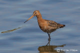 Black-tailed Godwit