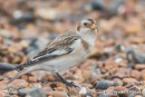 Snow Bunting