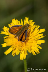 Small Skipper