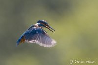 Kingfisher