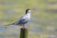Common Tern
