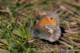 Small Heath