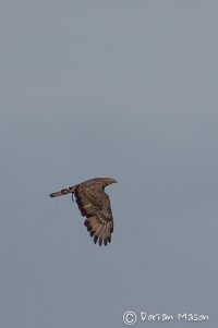 Honey Buzzard
