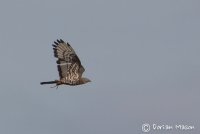 Honey Buzzard