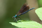 Beautiful Demoiselle
