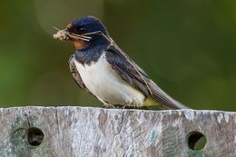 Swallow
