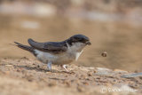 House Martin
