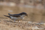 House Martin