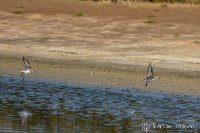 Little stint