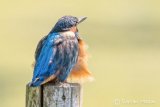 Kingfisher
