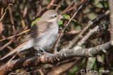 Red-Backed Shrike