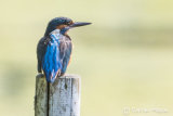 Kingfisher