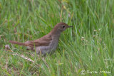 Nightingale