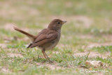 Nightingale