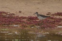 Wood Sandpiper