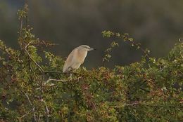 Squacco Heron