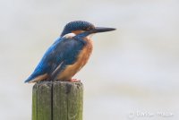 Kingfisher