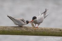 Common Tern