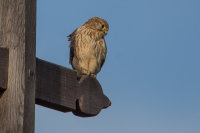 Kestrel
