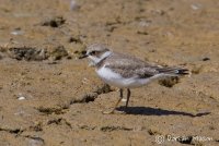 Little ringed Plover