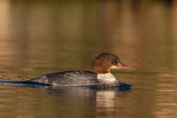 Goosander