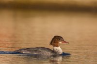 Goosander