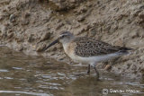 Curlew Sandpiper