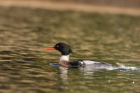Red-breasted Merganser