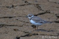 Little ringed Plover