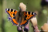 Small Tortoiseshelll