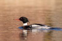Red-breasted Merganser