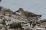 Curlew Sandpiper