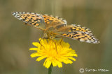 Dark green Fritillary