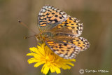 Dark green Fritillary