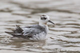 Grey Phalarope