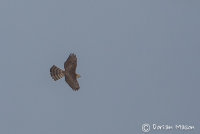 Goshawk