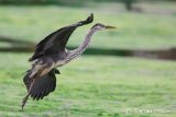 Heron