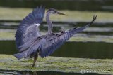 Heron