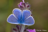 Common Blue
