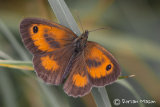 Gatekeeper