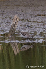 Wood Sandpiper
