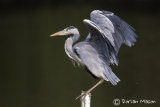 Grey Heron